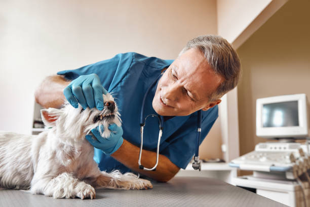 Best Emergency Root Canal Therapy in Keedysville, MD